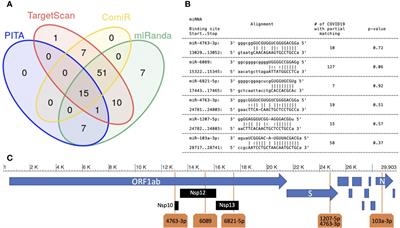 miR-1207-5p Can Contribute to Dysregulation of Inflammatory Response in COVID-19 via Targeting SARS-CoV-2 RNA